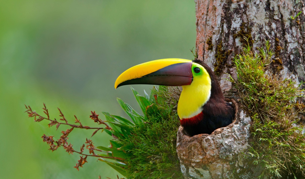 Тукан с длинным клювом в гнезде