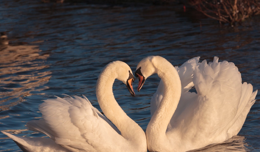 Два красивых влюбленных белых лебедя в воде 