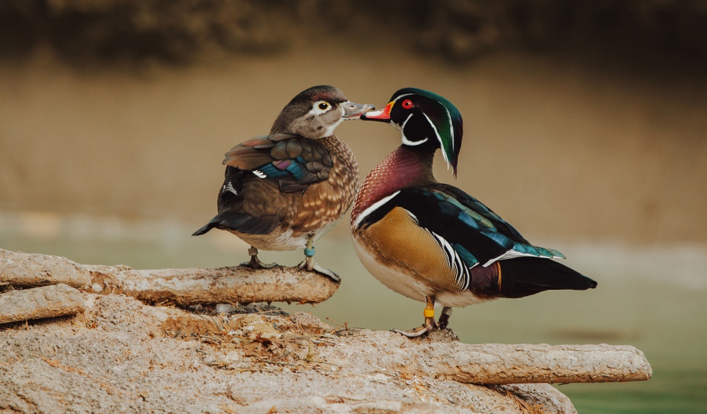 Две красивых разноцветных уточки на дереве