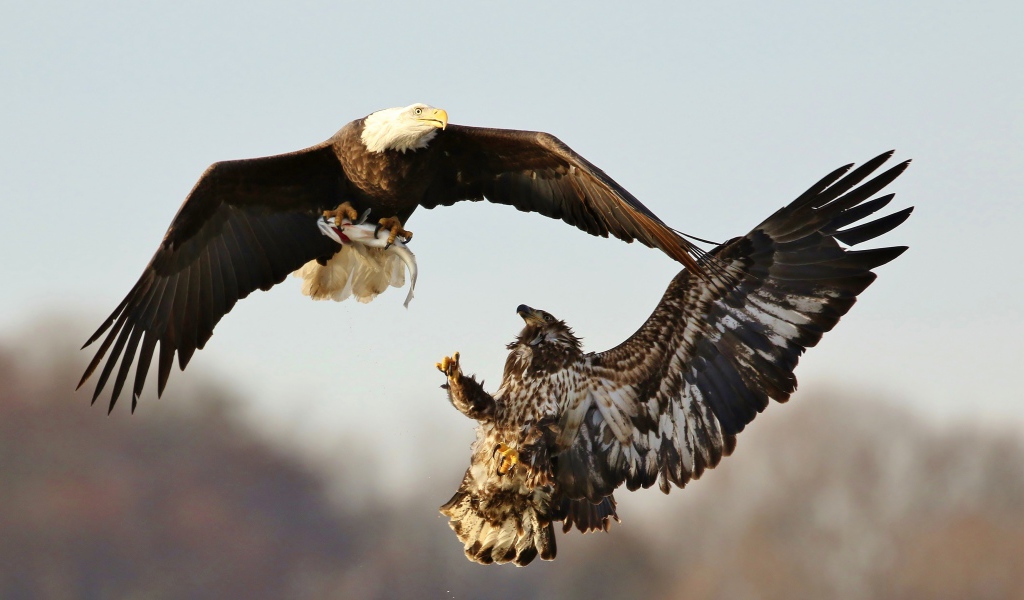 Две хищные птицы дерутся в воздухе 