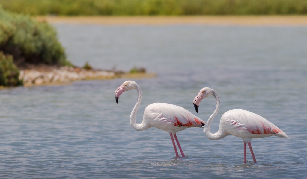 Два фламинго стоят в воде 