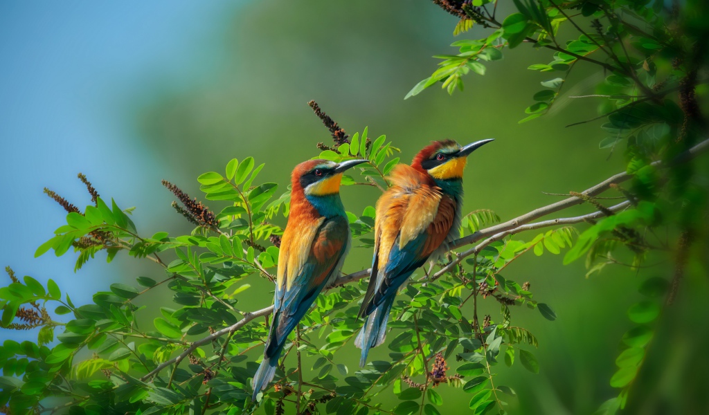 Two golden bee-eater sit on a tree branch