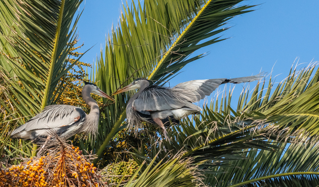 Два серых пеликана сидят в пальмовых листьях 