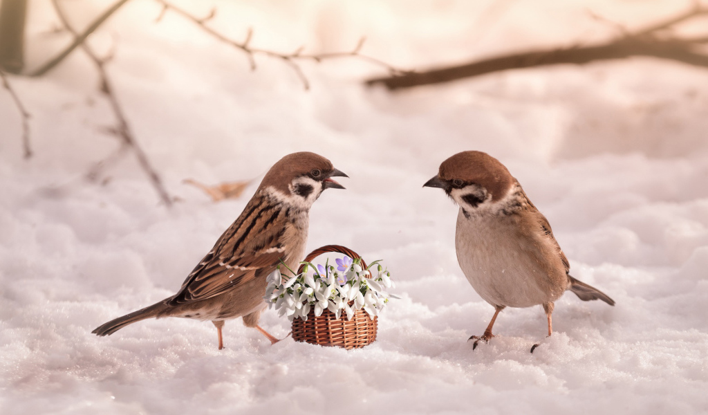 Два маленьких  воробья с цветами на снегу 