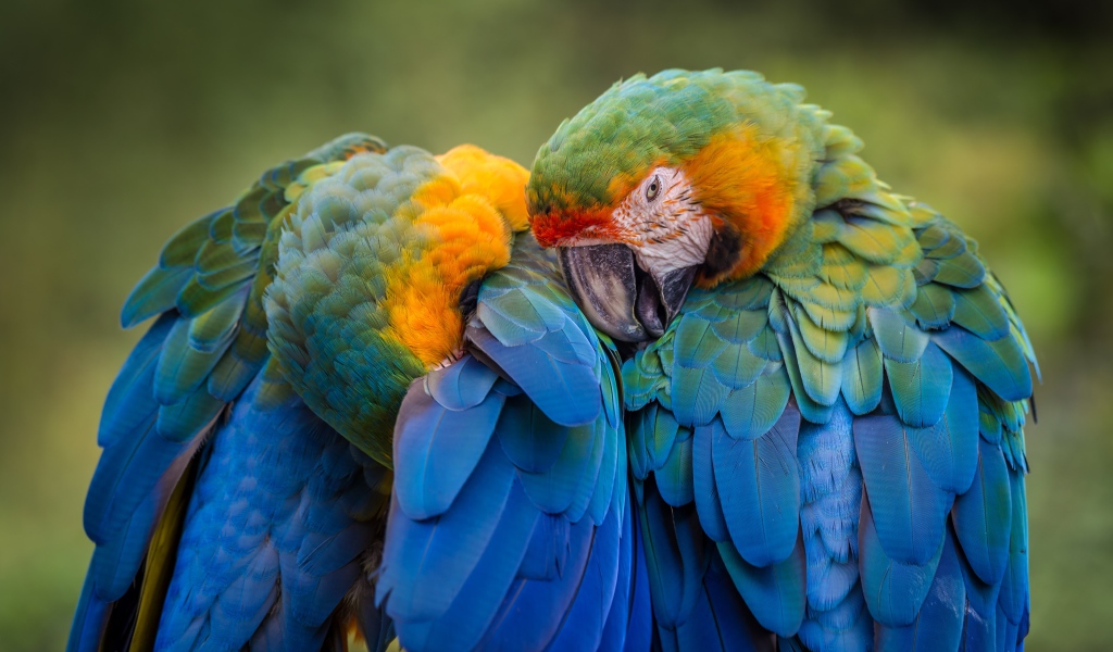 Два попугая голубой ара чистят перья