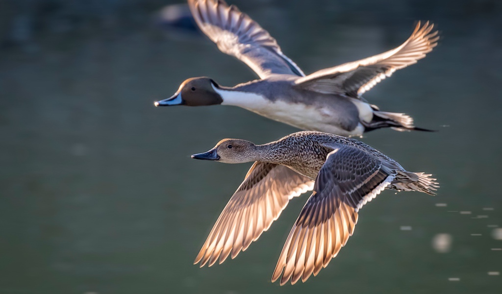 Дву дикие серые утки летят над озером