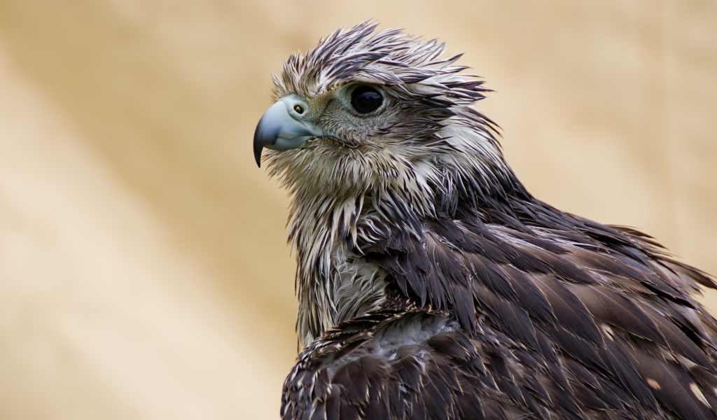 Мокрый ястреб с острым клювом