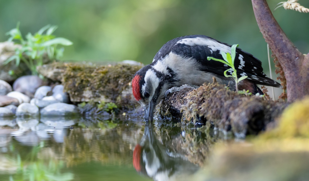 Дятел пьет воду из пруда