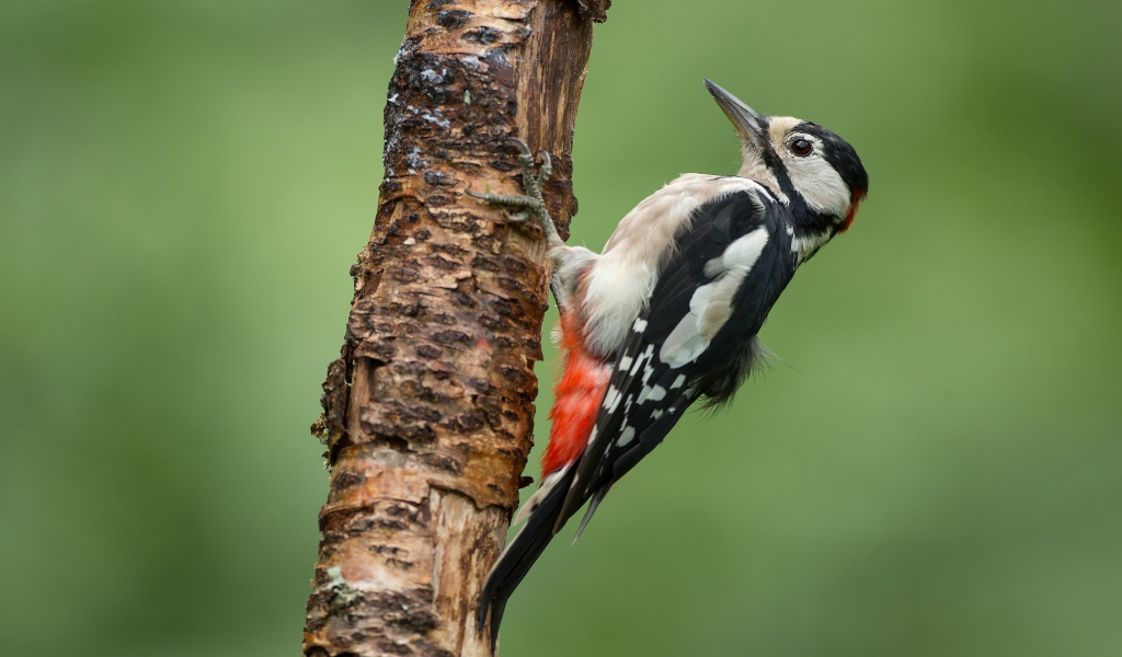 Дятел идет добычу на сухом дереве 