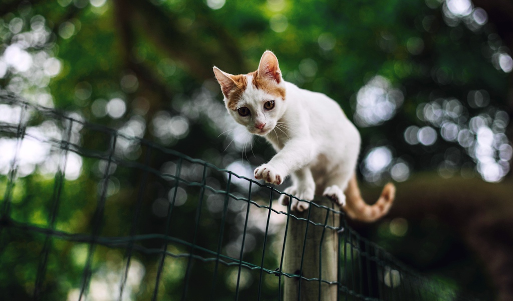 Красивый белый кот с рыжими пятнами идет по забору