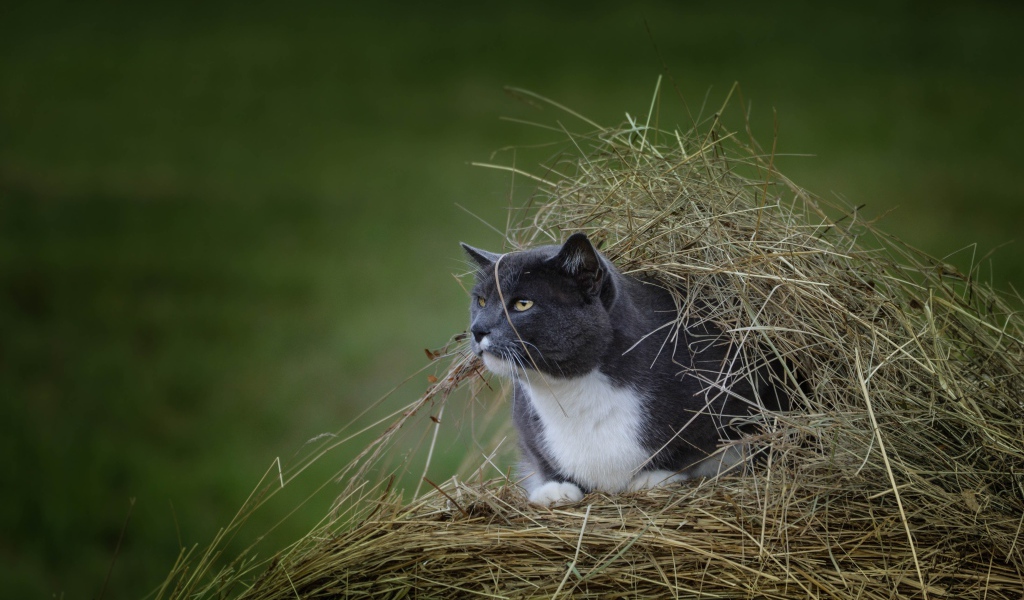 Кот сидит в куче сена на поле