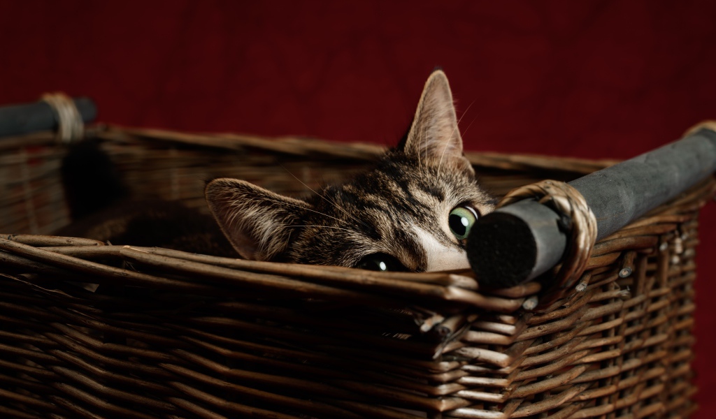 Серый кот с зелеными глазами прячется в корзине