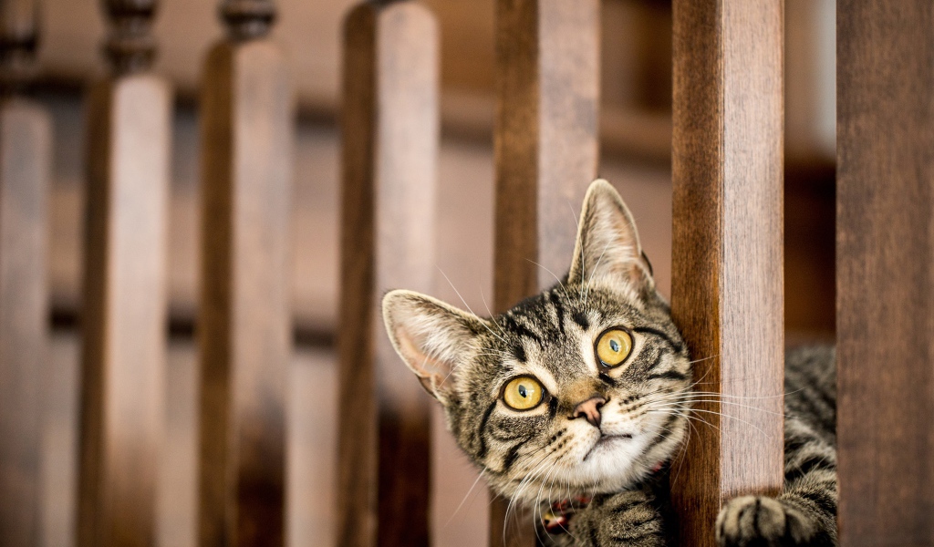 Серый кот с желтыми глазами выглядывает у перил 