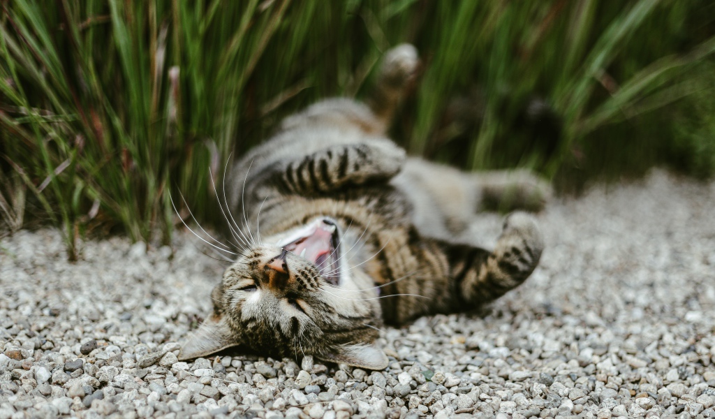 Серый зевающий кот лежит на гальке в саду