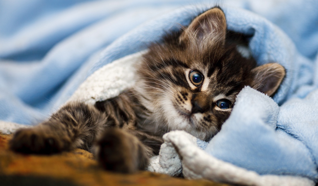 Породистый серый котенок лежит под голубым покрывалом 