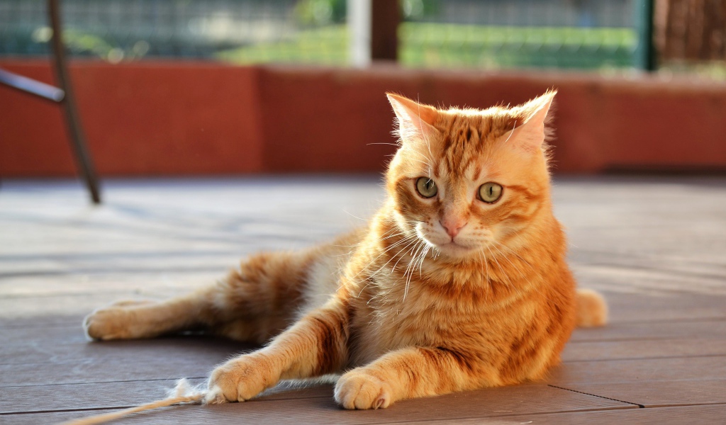 Удивленный серый кот лежит на деревянном полу