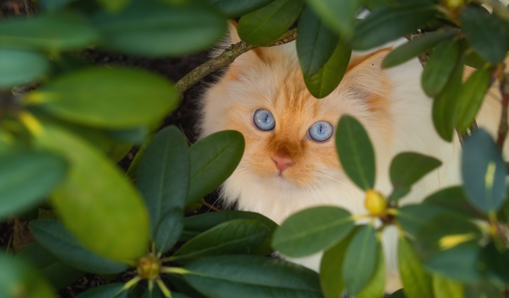 Красивый бежевый голубоглазый кот в зеленых листьях 