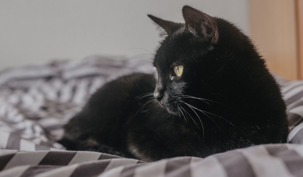 Красивый черный кот лежит на кровати 