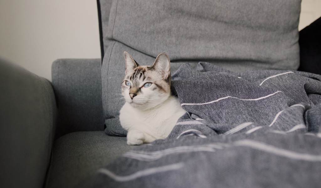 Красивая голубоглазая кошка лежит под одеялом