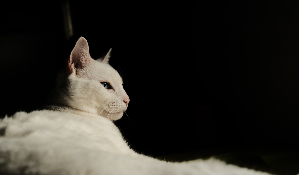 Красивая голубоглазая кошка на черном фоне