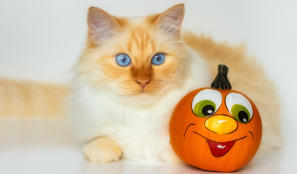 Красивый голубоглазый рыжий кот с игрушкой