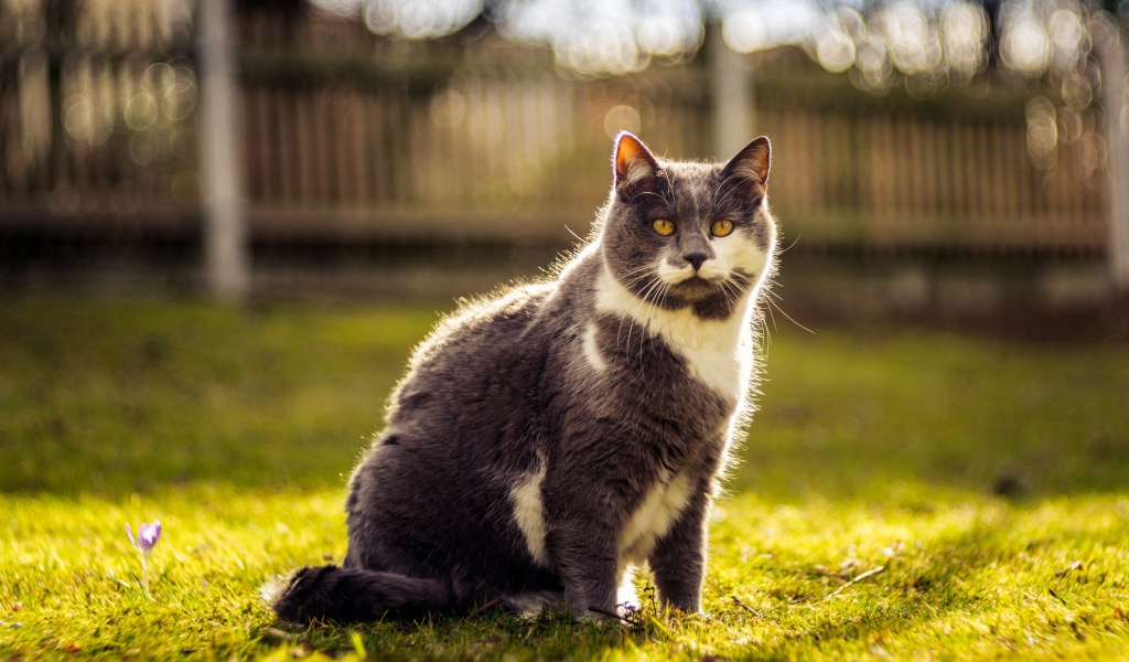 Красивый кот сидит на зеленой траве