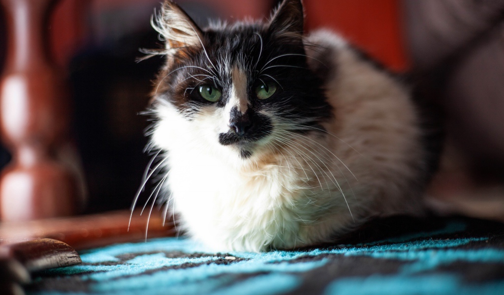 Красивая расцветка трехцветной кошки 