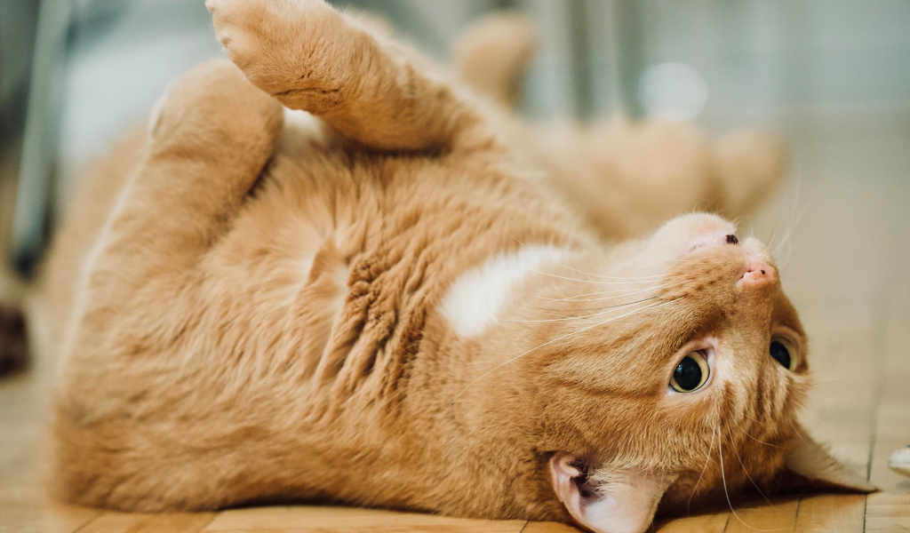 Красивый домашний рыжий кот лежит на полу 