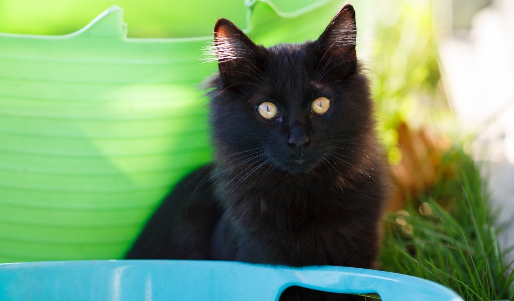 Красивый пушистый черный кот с желтыми глазами 