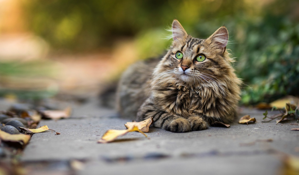 Красивый пушистый зеленоглазый серый  кот лежит на земле