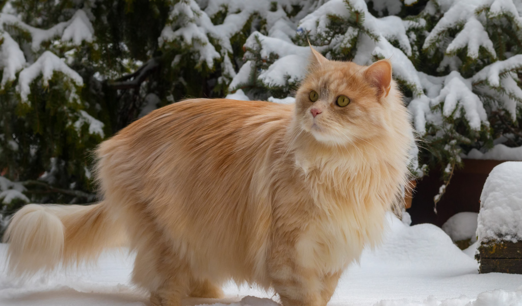 Красивый пушистый рыжий кот у заснеженной ели