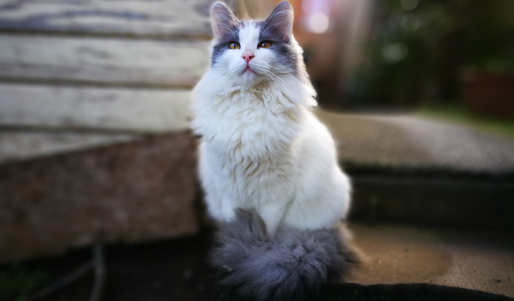 Красивый пушистый белый кот с серыми пятнами