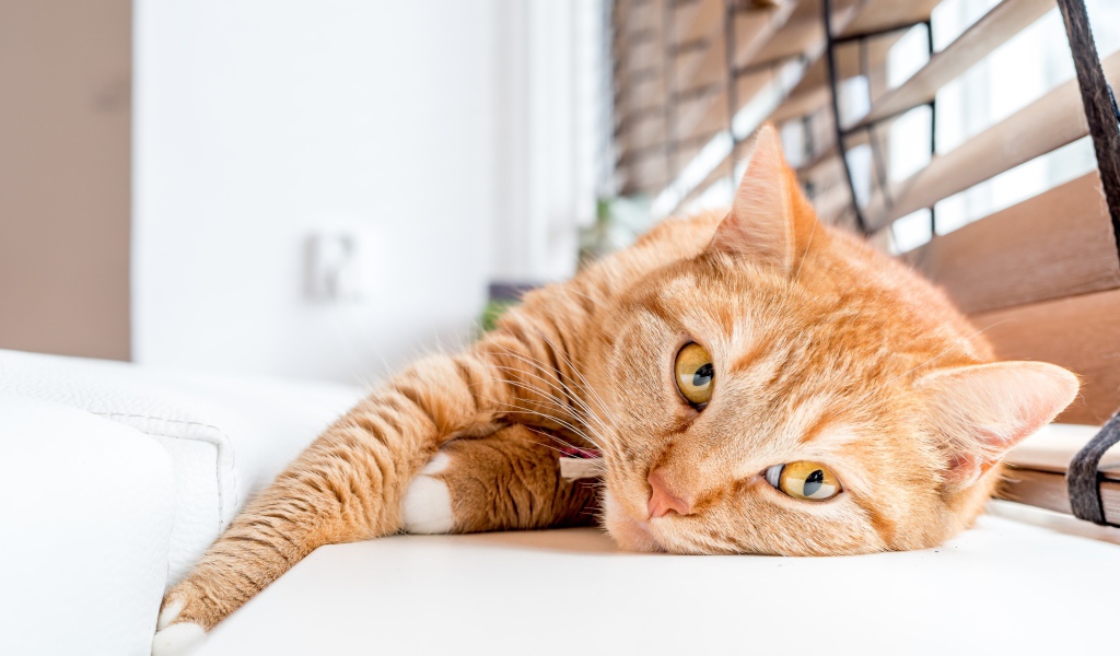 Красивый рыжий кот лежит на подоконнике 