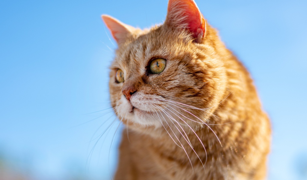 Красивый рыжий кот на голубом фоне