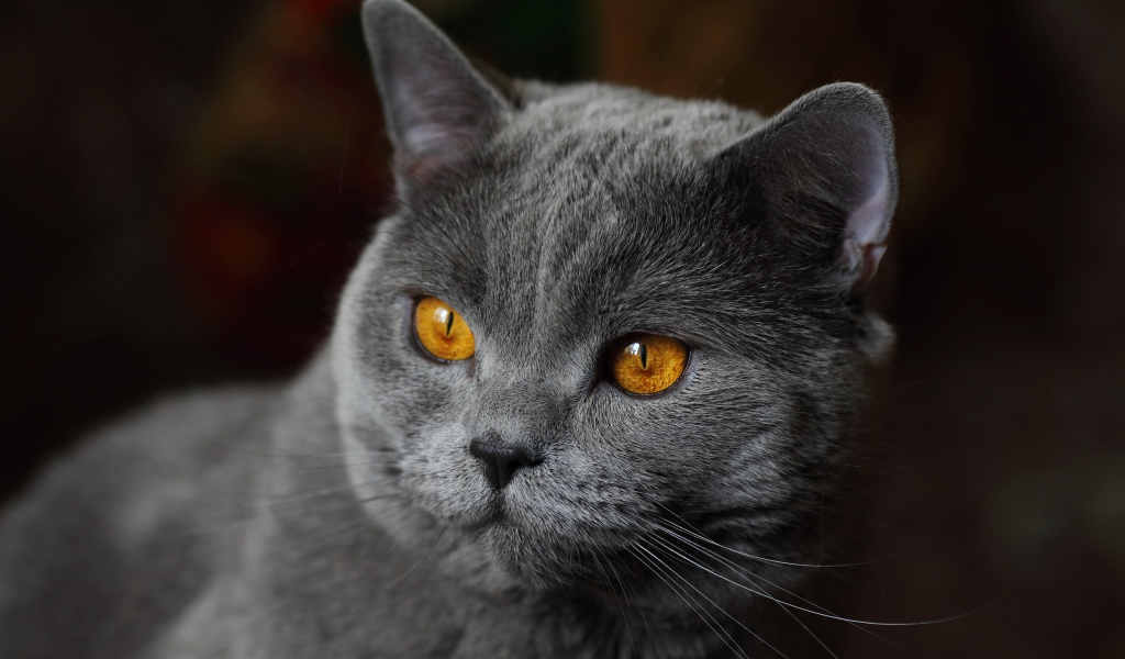 Красивый серый кот с желтыми глазами крупным планом