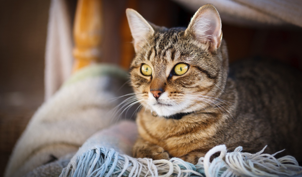 Красивый серый кот с желтыми глазами лежит на одеяле