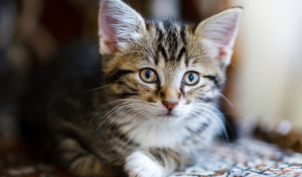 Красивый серый котенок лежит на диване 