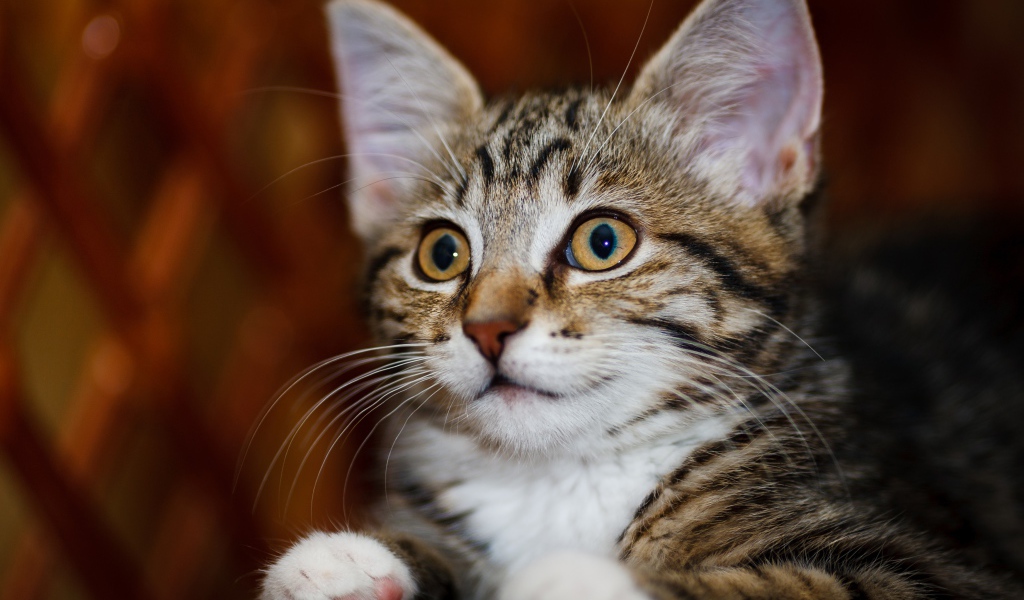 Красивый серый котенок с белыми пятнами 