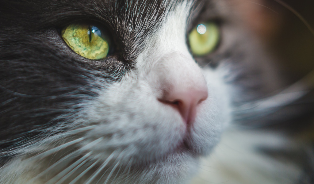 Красивые зеленые глаза кота 