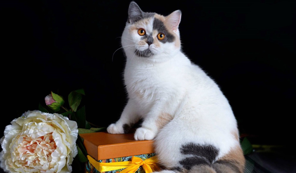 Красивый котенок с подарком и цветком на черном фоне