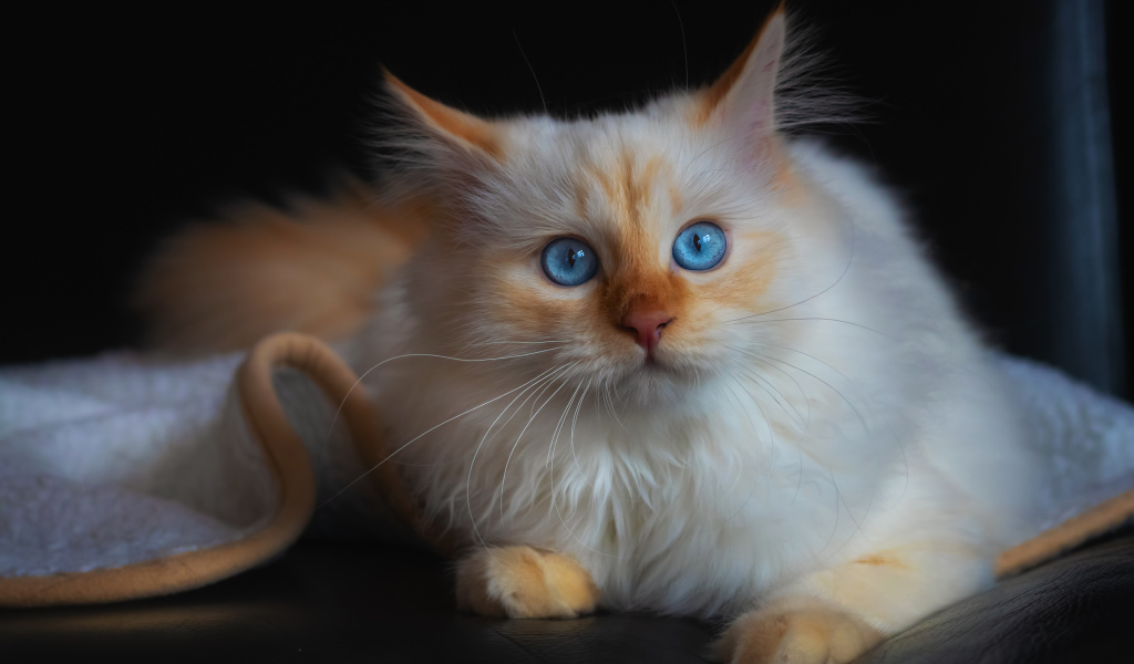 Красивый породистый голубоглазый кот лежит на диване