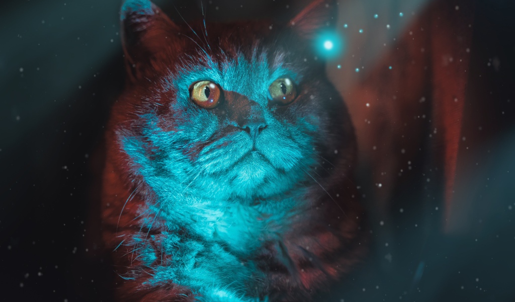 Красивый породистый кот с неоновом свете