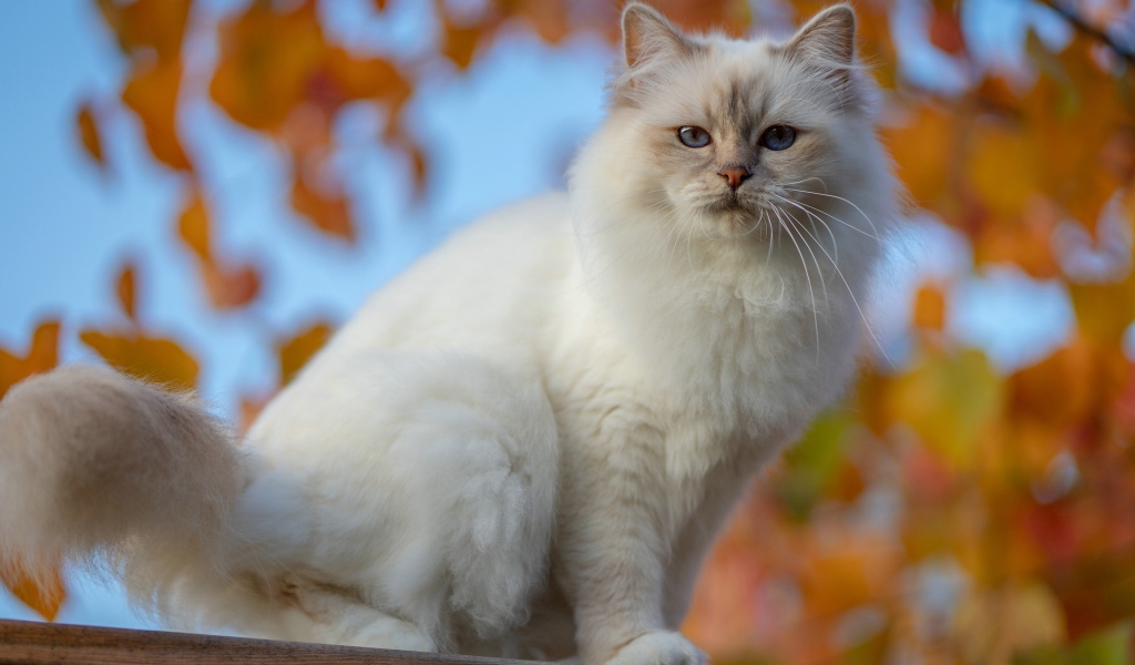 Красивая породистая белая голубоглазая кошка