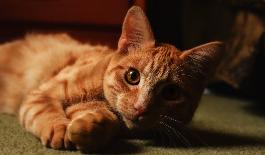 Рыжий красивый кот лежит на полу