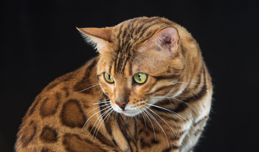 Красивая пятнистая бенгальская кошка на черном фоне 