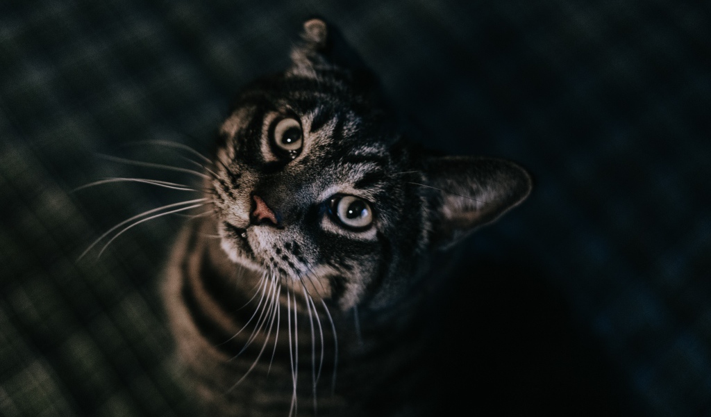 Красивый полосатый серый кот 