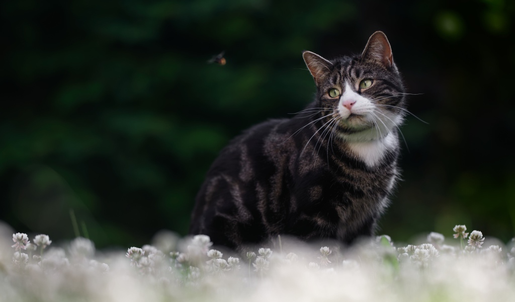 Красивый полосатый кот сидит в белых цветах клевера