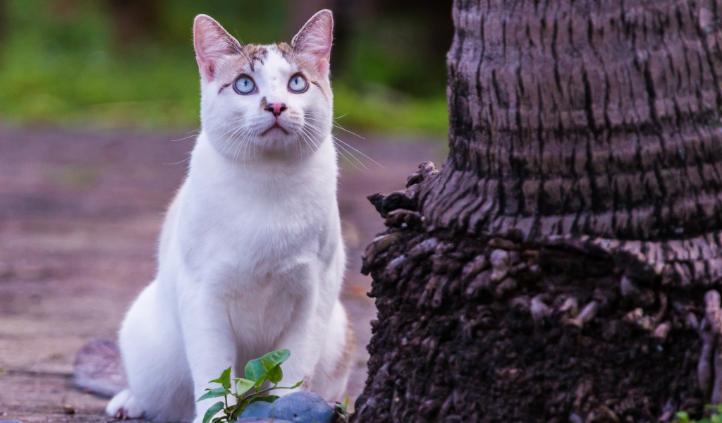 Красивый белый голубоглазый кот сидит у дерева 
