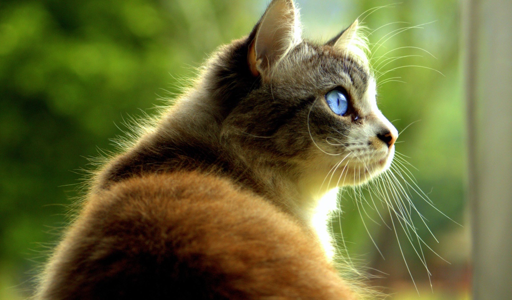 Большой кот с голубыми глазами 