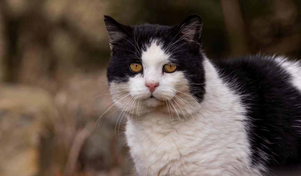 Большая морда черно-белого кота 